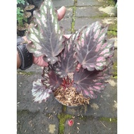Sindo - Begonia Rex Live Plant EPM432S13O
