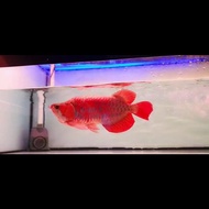 Ikan arwana super red king 45cm merah