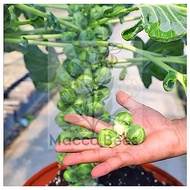 {Maccabees Seeds} Brussels Sprout Seeds 抱子甘蓝种子 Benih Kubis Baby Brussel