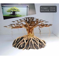 bonsai aquascape driftwood akar senduduk