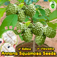 10 Seeds/pack Fresh Custard Apple Annona Squamosa Seeds for Sale 释迦果种子 Biji Benih Buah Nona Sugar Ap