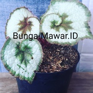Tanaman Begonia Keong / Begonia Escargot