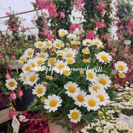 Tanaman Hias Hidup Bunga Daisy 1 Pot Super Grade A (BISA PILIH WARNA) | TANAMAN HIAS BUNGA HIDUP ASLI | TANAMAN HIAS HIDUP MURAH GRATIS ONGKIR | TANAMAN HIAS LENGKAP MURAH