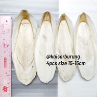 4pcs size 15-16cm Dried White Cuttlefish Bone Pure Natural Squid Shell Cuttlefish Bone Export Qualit