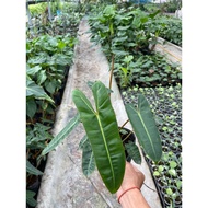 Healthy and beautiful orange-legged cranes up to size 18-25cm in C6 pot