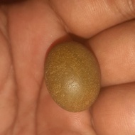 batu mustika telur prkutut