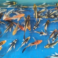 bibit ikan koi metalik slayer mix (campuran)