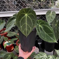 Bibit bonggol anthurium forgettii ori / kuping gajah forgetii