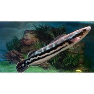ikan Toman size -/+ 20cm predator
