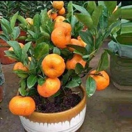 Bibit buah bibit jeruk santang madu berbuah | Sudah Berbuah siap tanam