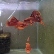 ikan hias pedang bloodred swordtail