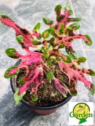 Mayana Coleus Duck Feet ( Super Rare Mayana) with FREE garden soil (Outdoor Plant, Real Plant, Live Plant and Limited Stock)