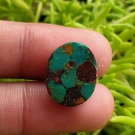 NATURAL PIRUS PERSIA HIJAU TUA ANTIK