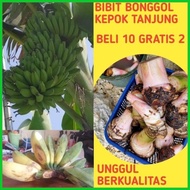 Terlaris Bibit Pisang Kepok, Bibit Pisang Kepok Tanjung, Bibit Pisang