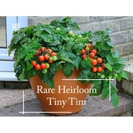 5h Dwarf House Perennial Tomato Seeds