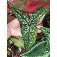 rare caladium healty