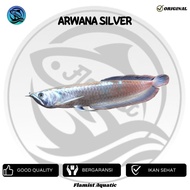 Arwana Silver Brazil 15+-cm Serat Merah