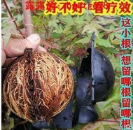 嫁接高壓包空枝盒子扡插塑料植物樹木高壓生根繁殖器球扡插盆景栽