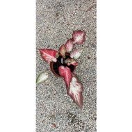 Caladium Thailand / Keladi Thai /Pokok /Bunga Hidup