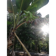 Pisang Tanduk 5 Anak Pokok (Sulur) Benih