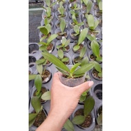 Anggrek Bulan Phalaenopsis Hybrid Remaja