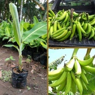 Sukabumi horn banana seeds, superior natural honey203, ready ak