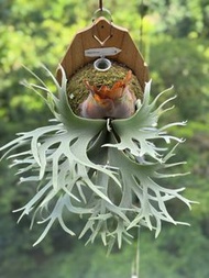 鹿角蕨P.Willinckii OMG 側芽