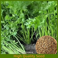 (100 Seed)  Organic Cilantro Leaves Fresh Veggie Seeds Wansoy Coriander Seeds