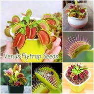 [100% Original Seed] Rare Venus Flytrap Seeds Flower Seeds for Planting (30 seeds per pack) Bonsai S