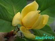 ต้นมนต์จำปา ไม้หอม หายาก ดอกมีเหลืองเข้ม หรือ สีเหลืองทอง (Magnolia liliifera × M. champaca ‘Moncham