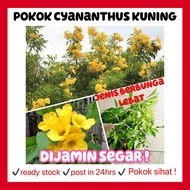 rina • pokok Cyananthus kuning • flavus yellow trailing bellflower live plant pokok hidup cepat berbunga outdoor flower