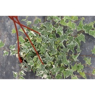 [UF] Cameron English Ivy Variegated / Hedera Helix 常春藤 150mm Hanging Indoor Live Plant Pokok Hiasan🌱