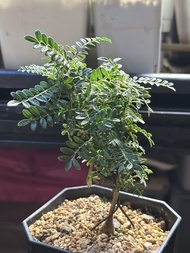 Operculicarya hyphaenoides織冠漆樹（實生）塊根植物，多肉植物