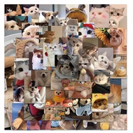 Cute Cat Stickers, Cat Vinyl Kitten Stickers, Aesthetic Cat Stickers