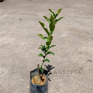 [Plantopia] Anak Pokok Limau Purut | Kaffir Lime 麻風柑樹苗 | Real Live Plant