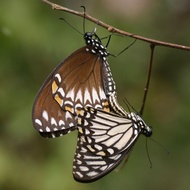 Papilio clytia specimen - Rough butterfly specimen