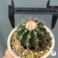 เมโลจิ๋ว Melocactus violaceus subs. margaritaceus เมโลที่เล็กสุดในโลก แคคตัส กระบองเพชร cactus&succu