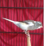 Best seller Burung kenari F1 ys panda jantan rajin bunyi limited edition