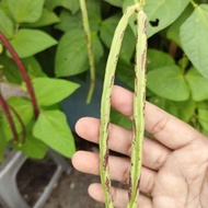 5 pcs benih kacang panjang batik ( climbing/memanjat) seed benih sayur murah vege seed plant seed pagar guna pancang