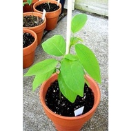 Apple Custard Sugar Apple Annona squamosa Seedlings Plant