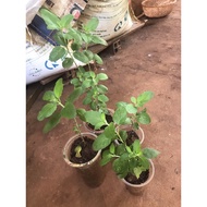1 baby basil plant (white basil)