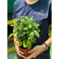 90s Greenovation Live Plant Schefflera Arboricola Green Small Leaves 小叶 鹅掌藤 P90