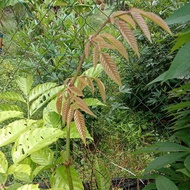 MERAH Reminis red shoots (leaves), Lea indica Mer, Yuan Thou 20 pieces