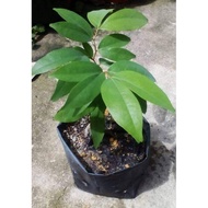 Hot item💣💥💥💥Nam-Nam@anak pokok katak puru induk buah lebat potensi hidup 99%