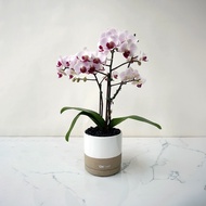 CNFlower西恩 日和 蘭花植物 送禮推薦 居家美學 開幕祝賀 植栽精品