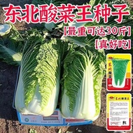 Northeast Pickled Vegetable King Chinese Cabbage Seeds Cabbage Seeds Pickled Vegetable Seeds Origina