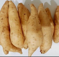 UBI CILEMBU LEGIT MENTAH 1 KG BISA DI OVENDI GORENGDI BUAT KRIPIK
