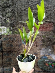 Anggrek Dendrobium Larat Dewasa Siap bunga Tanpa Pot