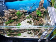 co2細化止逆計泡套餐 「按照你魚缸高度獨家訂做」