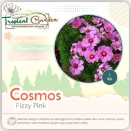 Biji Benih Bunga Cosmos Bipinnatus Klondike Kenikir Pink
